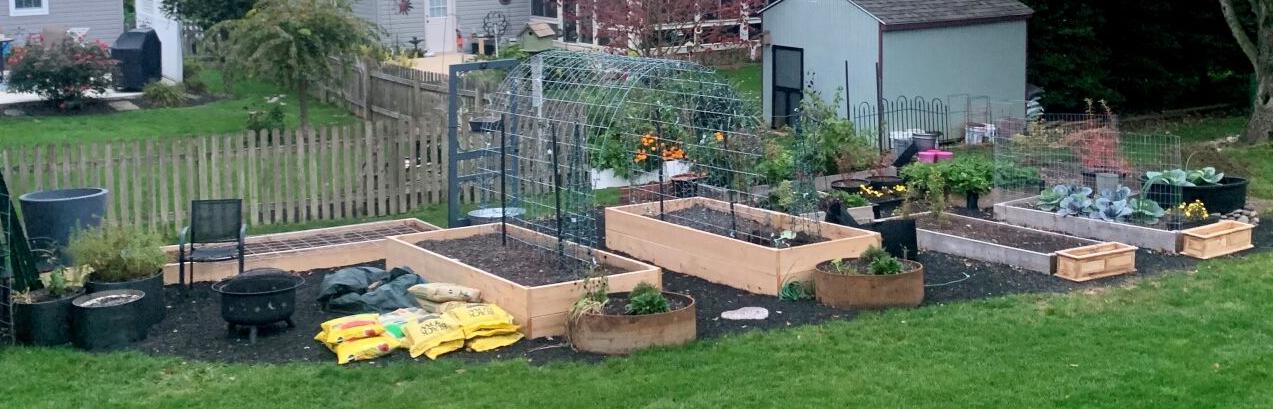 Pandemic garden Cardwell raised beds